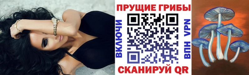 Псилоцибиновые грибы Psilocybine cubensis  Купить где  Конаково 